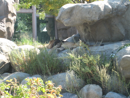 Sleepy lion (08-28-2007 11:13)