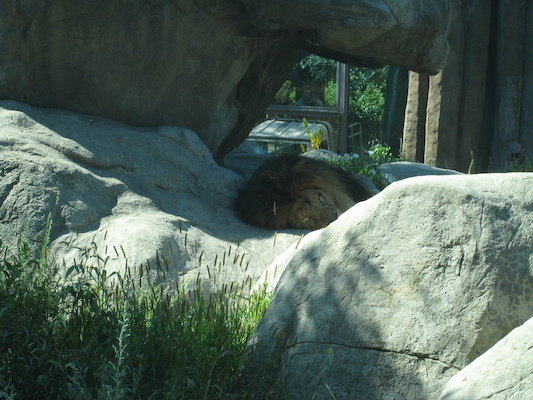 Sleepy lion (08-28-2007 11:15)