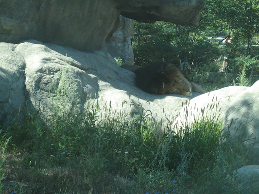 Sleepy lion (08-28-2007 11:15)
