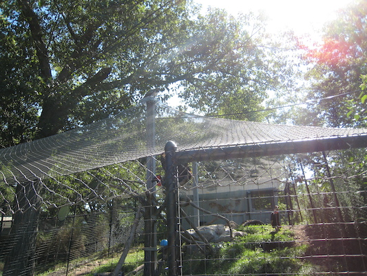 Hawk making the hornbills cranky (08-28-2007 11:16)