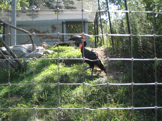 Hornbills (08-28-2007 11:17)