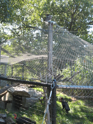 Hawk making the hornbills cranky (08-28-2007 11:17)