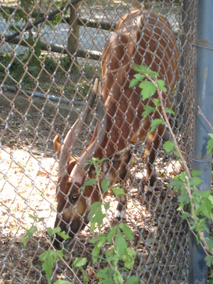 Bongo (08-28-2007 11:18)