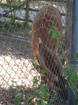 Bongo (08-28-2007 11:18)