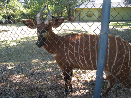 Bongo (08-28-2007 11:19)