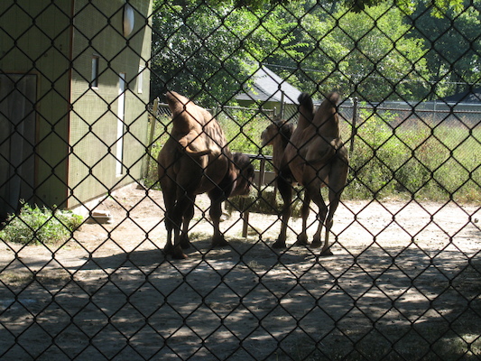 Bactrian camels (08-28-2007 11:22)