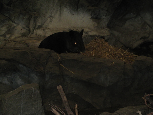 Tapir (08-28-2007 11:33)