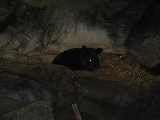 Tapir (08-28-2007 11:33)