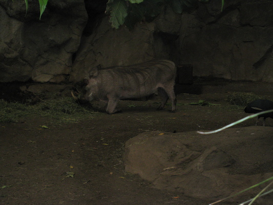 Wart hog (08-28-2007 11:34)