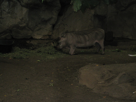 Wart hog (08-28-2007 11:34)