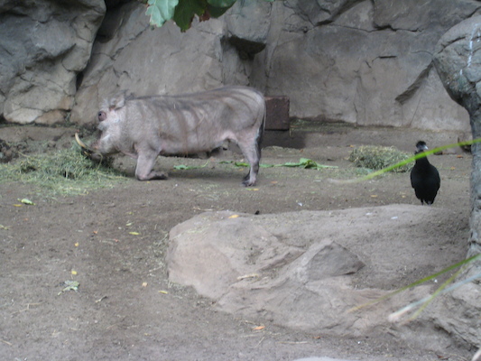 Wart hog (08-28-2007 11:34)