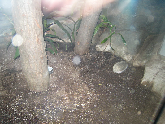 Hedgehog (08-28-2007 11:38)