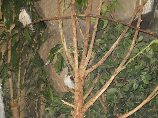 Pygmy falcons (08-28-2007 11:40)