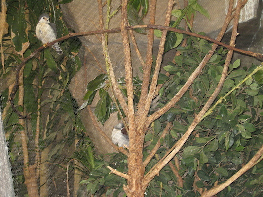 Pygmy falcons (08-28-2007 11:40)