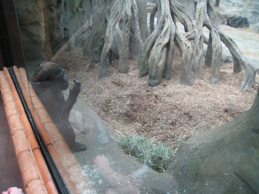 Gorilla kid (08-28-2007 11:41)