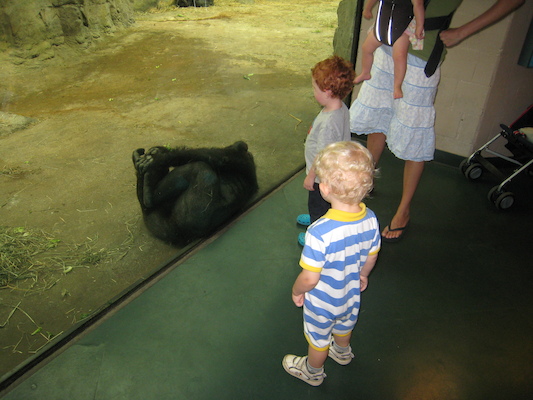 Cole and the gorilla (08-28-2007 11:42)