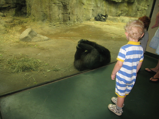 Cole and the gorilla (08-28-2007 11:43)