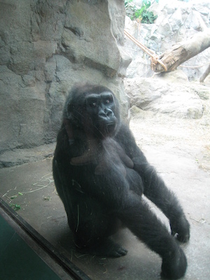 Gorilla (08-28-2007 11:44)