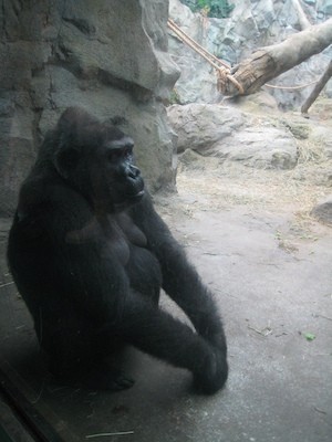 Gorilla (08-28-2007 11:44)