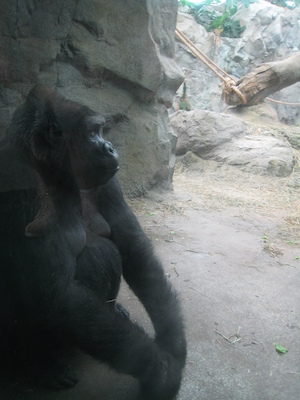 Gorilla (08-28-2007 11:45)