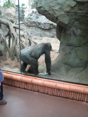 Gorilla (08-28-2007 11:47)