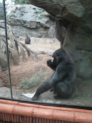 Gorilla (08-28-2007 11:48)