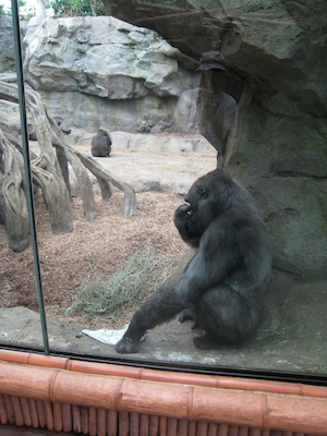 Gorilla (08-28-2007 11:48)