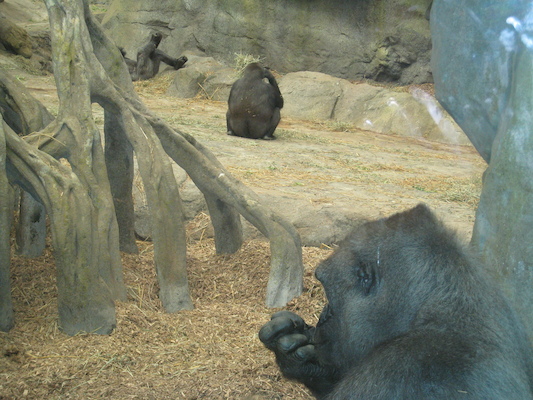 Gorilla (08-28-2007 11:49)