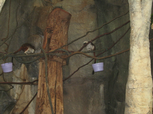 Tamarins (08-28-2007 11:52)