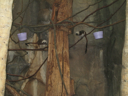 Tamarins (08-28-2007 11:52)