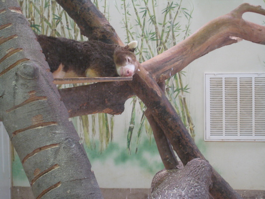 Tree kangaroo (08-28-2007 12:20)