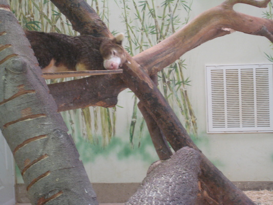 Tree kangaroo (08-28-2007 12:20)