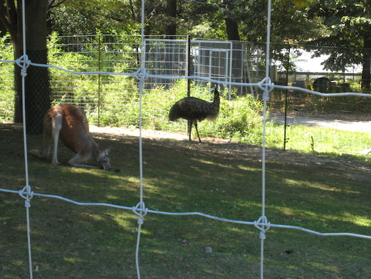 Kangaroo and emu (08-28-2007 12:25)