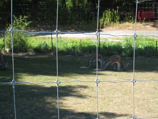 Kangaroos (08-28-2007 12:25)