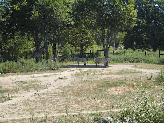 Giraffe and zebra (08-28-2007 12:38)