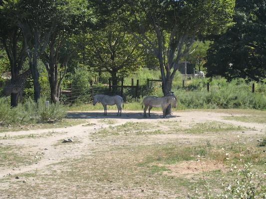 Giraffe and zebra (08-28-2007 12:38)