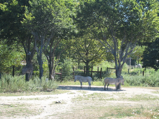 Giraffe and zebra (08-28-2007 12:38)