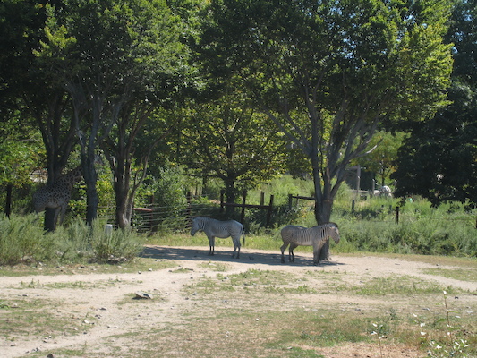 Giraffe and zebra (08-28-2007 12:38)