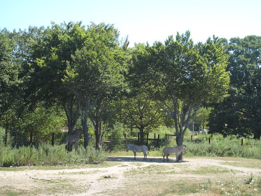 Giraffe and zebra (08-28-2007 12:39)