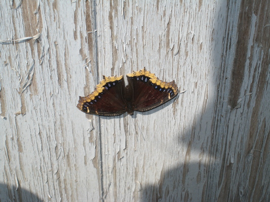Mourning cloak butterfly (08-28-2007 12:46)
