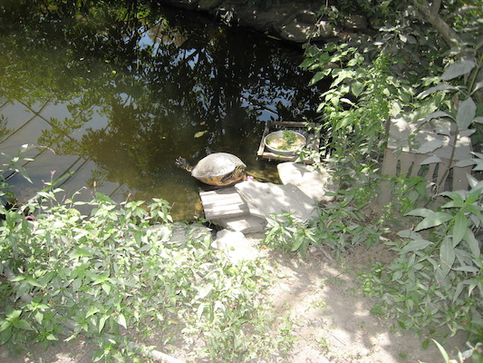 Turtle (08-28-2007 12:47)