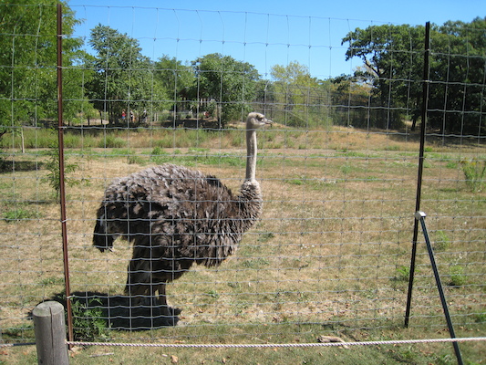 Ostrich (08-28-2007 12:52)