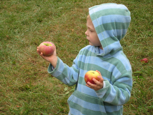 Tim's apples (10-07-2007 14:55)