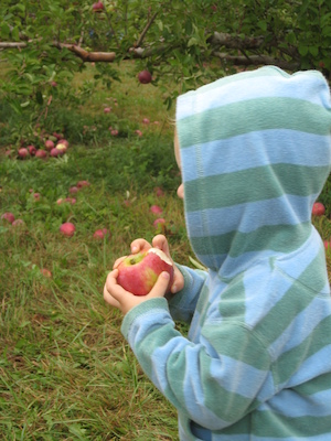 Cole eating an apple (10-07-2007 14:56)