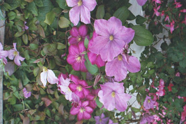 Pink and purple flowers