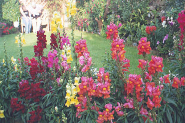 Red, yellow and pink flowers