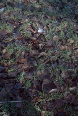 IMG_0656 (01-01-2008 10:08)