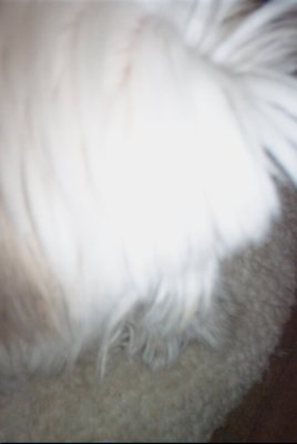 IMG_0769 (02-02-2008 20:09)