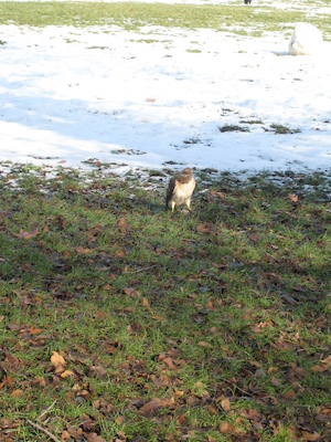 Hawk (12-31-2007 12:13)