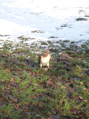 Hawk (12-31-2007 12:13)